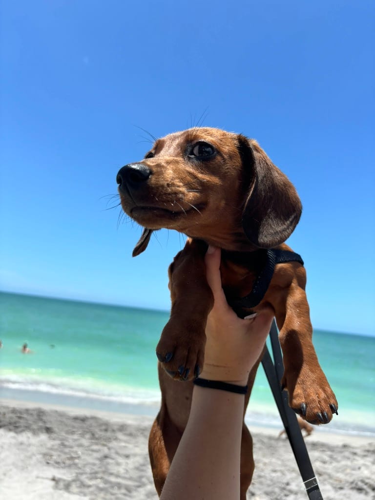 A black and tan dachshund in a harness held up at the beach, blue sky and the Gulf behind, looking off camera.