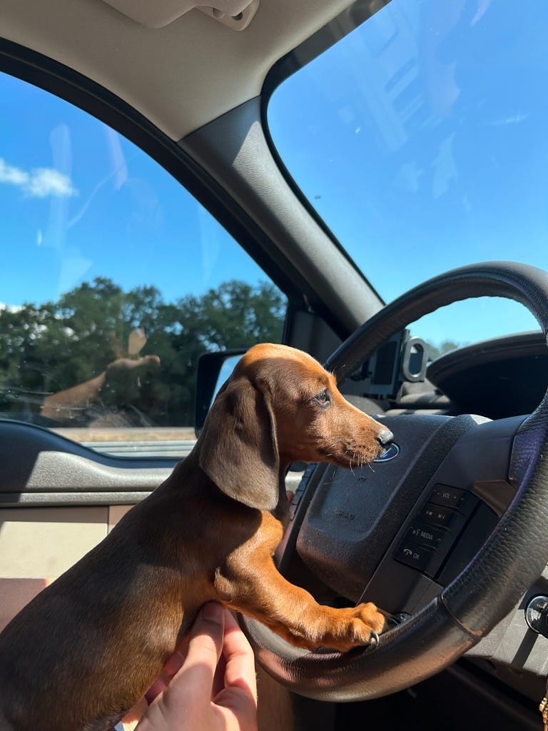 A black and tan dachshund in the driver's seat with one paw on the steering wheel.